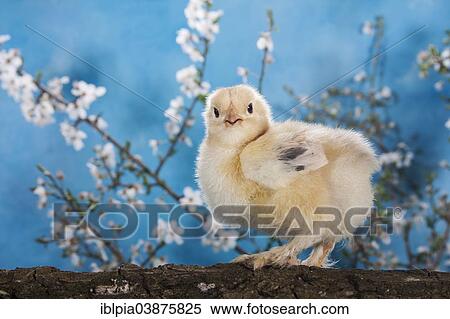 "Domestic fowl chick, Brahma breed" View Large Photo Image Stock Photography - "Domestic fowl chick, Brahma breed". Fotosearch