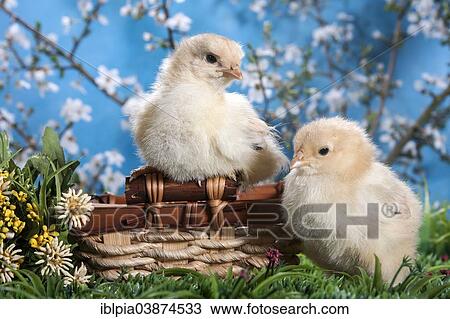 "Domestic fowl chicks, Brahma breed" View Large Photo Image Stock Image - "Domestic fowl chicks, Brahma breed". Fotosearch