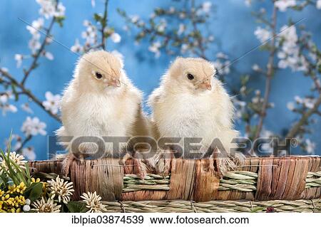 "Domestic fowl chicks, Brahma breed" View Large Photo Image Stock Photo - "Domestic fowl chicks, Brahma breed". Fotosearch