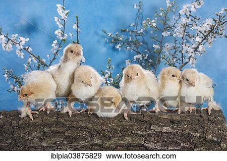 "Domestic fowl chicks, Brahma breed" View Large Photo Image Stock Photo - "Domestic fowl chicks, Brahma breed". Fotosearch