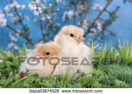 Stock Photograph - "Domestic fowl chicks, Brahma breed". Fotosearch