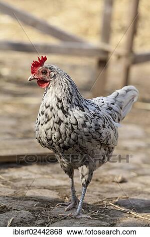 "Domestic Fowl (Gallus gallus domesticus), Hesse, Germany, Europe" View Large Photo Image Stock Photo - "Domestic Fowl (Gallus gallus domesticus), Hesse, Germany, Europe". Fotosearch