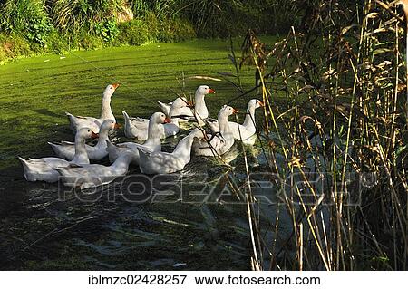 Stock Photo - "Domestic geese in a pond, Othenstorf estate organic farm, Othenstorf, Mecklenburg-Western Pomerania, Germany, Europe, PublicGround, Europe". Fotosearch