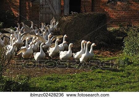 Stock Photograph - "Domestic geese leaving the barn in the morning, Othenstorf estate organic farm, Othenstorf, Mecklenburg-Western Pomerania, Germany, Europe, PublicGround, Europe". Fotosearch