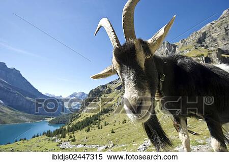 Stock Photography - "Domestic goat at Oeschinensee, Oeschinen Lake, Bernese Oberland, Canton of Bern, Switzerland, Europe". Fotosearch