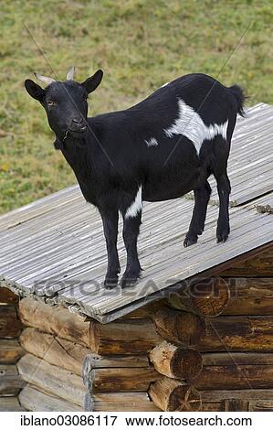 "Domestic goat standing on a barn roof, South Tyrol province, Trentino-Alto Adige, Italy, Europe" View Large Photo Image Stock Photo - "Domestic goat standing on a barn roof, South Tyrol province, Trentino-Alto Adige, Italy, Europe". Fotosearch