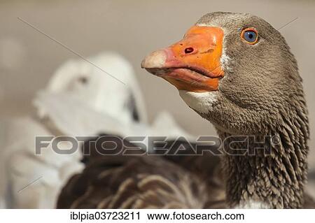 "Domestic goose, gander" View Large Photo Image Stock Image - "Domestic goose, gander". Fotosearch