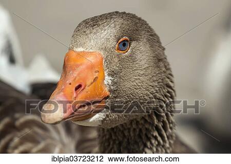"Domestic goose, gander" View Large Photo Image Stock Image - "Domestic goose, gander". Fotosearch