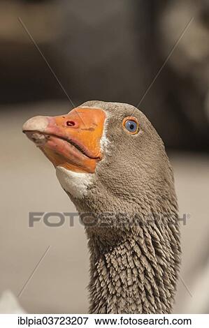 Stock Photo - "Domestic goose, gander". Fotosearch