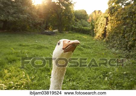 "Domestic goose on a meadow, Germany, Europe" View Large Photo Image Picture - "Domestic goose on a meadow, Germany, Europe". Fotosearch