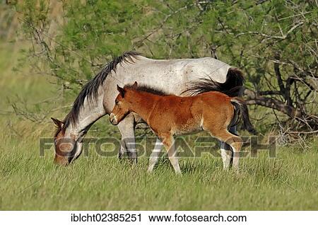 Stock Image - "Domestic Horse (Equus ferus caballus), mare and foal, Provence, Southern France, France, Europe". Fotosearch