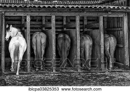 "Domestic horses in a shelter, Tyrol, Austria, Europe" View Large Photo Image Stock Image - "Domestic horses in a shelter, Tyrol, Austria, Europe". Fotosearch