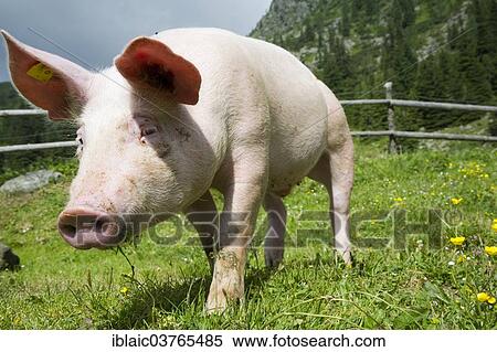 Domestic Pig (Sus scrofa domestica) on a meadow View Large Photo Image Stock Photography - Domestic Pig (Sus scrofa domestica) on a meadow. Fotosearch