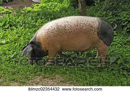 "Domestic pig (Sus scrofa domestica), free-range Swabian-Hall Swine, on a farm, Tauchersreuth, Middle Franconia, Bavaria, Germany, Europe" View Large Photo Image Stock Image - "Domestic pig (Sus scrofa domestica), free-range Swabian-Hall Swine, on a farm, Tauchersreuth, Middle Franconia, Bavaria, Germany, Europe". Fotosearch