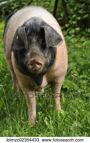 "Domestic pig (Sus scrofa domestica), free-range Swabian-Hall Swine, on a farm, Tauchersreuth, Middle Franconia, Bavaria, Germany, Europe" View Large Photo Image Stock Image - "Domestic pig (Sus scrofa domestica), free-range Swabian-Hall Swine, on a farm, Tauchersreuth, Middle Franconia, Bavaria, Germany, Europe". Fotosearch