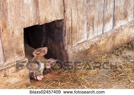 "Domestic pig (Sus scrofa domestica) asleep at midday in the shade at a stable door, Wasserauen, Appenzell Innerrhoden, Appenzell Inner Rhodes, Switzerland, Europe, PublicGround, Europe" View Large Photo Image Stock Photo - "Domestic pig (Sus scrofa domestica) asleep at midday in the shade at a stable door, Wasserauen, Appenzell Innerrhoden, Appenzell Inner Rhodes, Switzerland, Europe, PublicGround, Europe". Fotosearch