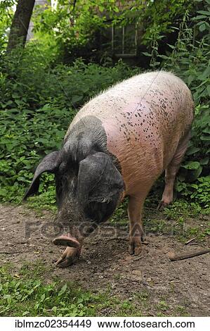 "Domestic pig (Sus scrofa domestica), free-range Swabian-Hall Swine, on a farm, Tauchersreuth, Middle Franconia, Bavaria, Germany, Europe" View Large Photo Image Stock Photo - "Domestic pig (Sus scrofa domestica), free-range Swabian-Hall Swine, on a farm, Tauchersreuth, Middle Franconia, Bavaria, Germany, Europe". Fotosearch