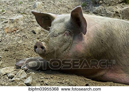 "Domestic Pig (Sus scrofa) laying on ground on farm, Bavaria, Germany, Europe" View Large Photo Image Stock Photo - "Domestic Pig (Sus scrofa) laying on ground on farm, Bavaria, Germany, Europe". Fotosearch