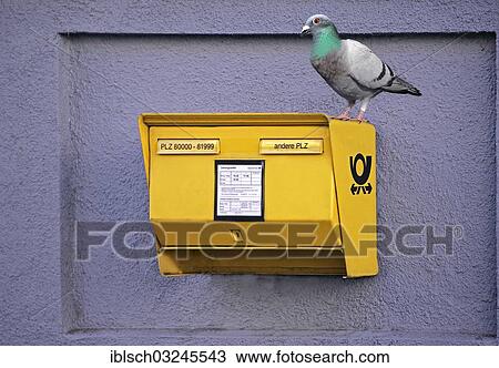 "Domestic Pigeon (Columba livia domestica) sitting on a yellow German mailbox, Munich, Upper Bavaria, Bavaria, Germany, Europe" View Large Photo Image Stock Image - "Domestic Pigeon (Columba livia domestica) sitting on a yellow German mailbox, Munich, Upper Bavaria, Bavaria, Germany, Europe". Fotosearch