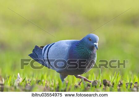 "Domestic Pigeon (Columba livia domestica), Upper Austria, Austria, Europe" View Large Photo Image Stock Photography - "Domestic Pigeon (Columba livia domestica), Upper Austria, Austria, Europe". Fotosearch