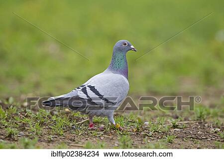 "Domestic Pigeon, racing pigeon (Columba livia domestica), adult, standing on ground, Suffolk, England, United Kingdom, Europe" View Large Photo Image Picture - "Domestic Pigeon, racing pigeon (Columba livia domestica), adult, standing on ground, Suffolk, England, United Kingdom, Europe". Fotosearch