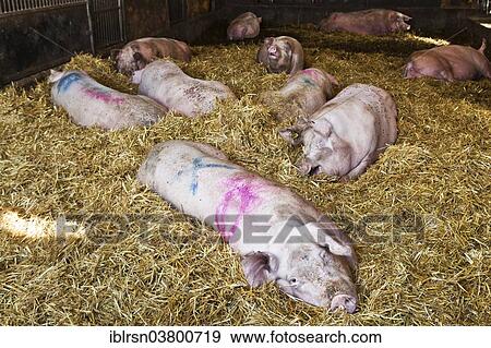 Stock Photo - "Domestic pigs in a barn, Kvanum, Sweden, Europe". Fotosearch