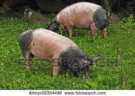 "Domestic pigs (Sus scrofa domestica), free-range Swabian-Hall Swine, on a farm, Tauchersreuth, Middle Franconia, Bavaria, Germany, Europe" View Large Photo Image Stock Photo - "Domestic pigs (Sus scrofa domestica), free-range Swabian-Hall Swine, on a farm, Tauchersreuth, Middle Franconia, Bavaria, Germany, Europe". Fotosearch