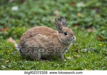 "Domestic Rabbit (Oryctolagus cuniculus f. domestica), Hamburg, Germany, Europe" View Large Photo Image Stock Photo - "Domestic Rabbit (Oryctolagus cuniculus f. domestica), Hamburg, Germany, Europe". Fotosearch