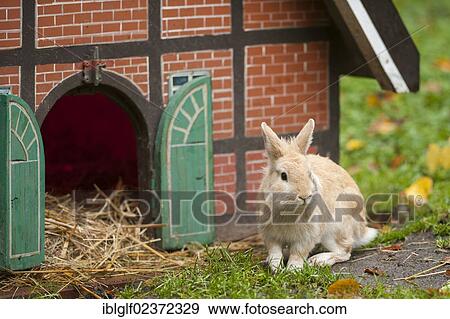 "Domestic Rabbit (Oryctolagus cuniculus f. domestica) in front of a half-timbered house as a hutch, Hamburg, Germany, Europe" View Large Photo Image Stock Photo - "Domestic Rabbit (Oryctolagus cuniculus f. domestica) in front of a half-timbered house as a hutch, Hamburg, Germany, Europe". Fotosearch