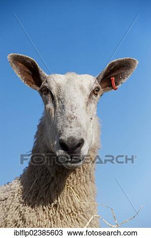 "Domestic Sheep, Blue-faced Leicester, ewe, close-up of head, Scotland, United Kingdom, Europe" View Large Photo Image Stock Image - "Domestic Sheep, Blue-faced Leicester, ewe, close-up of head, Scotland, United Kingdom, Europe". Fotosearch