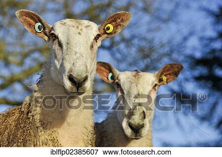"Domestic Sheep, Blue-faced Leicester, two rams, close-up of heads, Scotland, United Kingdom, Europe" View Large Photo Image Stock Photo - "Domestic Sheep, Blue-faced Leicester, two rams, close-up of heads, Scotland, United Kingdom, Europe". Fotosearch