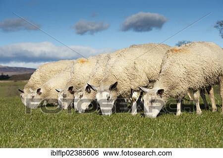 "Domestic Sheep, Blue-faced Leicester, ewes, flock grazing spring grass, Scotland, United Kingdom, Europe" View Large Photo Image Stock Photograph - "Domestic Sheep, Blue-faced Leicester, ewes, flock grazing spring grass, Scotland, United Kingdom, Europe". Fotosearch