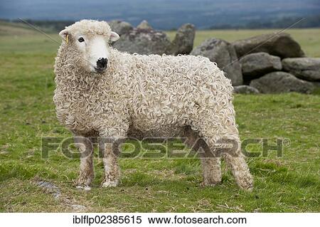 "Domestic Sheep, Greyface Dartmoor, ram lamb, standing on moorland, Dartmoor, Devon, England, United Kingdom, Europe" View Large Photo Image Stock Photography - "Domestic Sheep, Greyface Dartmoor, ram lamb, standing on moorland, Dartmoor, Devon, England, United Kingdom, Europe". Fotosearch