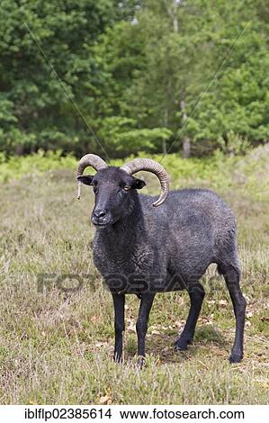 "Domestic Sheep, Hebridean, adult, standing in heathland, used for conservation management, Sutton Common, Sandlings, Suffolk, England, United Kingdom, Europe" View Large Photo Image Picture - "Domestic Sheep, Hebridean, adult, standing in heathland, used for conservation management, Sutton Common, Sandlings, Suffolk, England, United Kingdom, Europe". Fotosearch