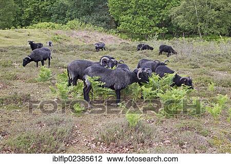 "Domestic Sheep, Hebridean, flock, feeding in heathland, used for conservation management, Sutton Common, Sandlings, Suffolk, England, United Kingdom, Europe" View Large Photo Image Stock Image - "Domestic Sheep, Hebridean, flock, feeding in heathland, used for conservation management, Sutton Common, Sandlings, Suffolk, England, United Kingdom, Europe". Fotosearch