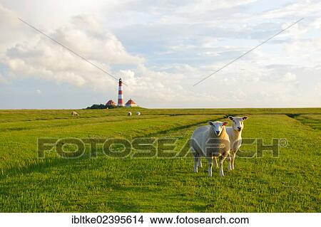 Picture - "Domestic sheep in front of the Leuchtturm Westerheversand lighthouse, Westerhever, North Frisia, Schleswig-Holstein, northern Germany, Germany, Europe". Fotosearch