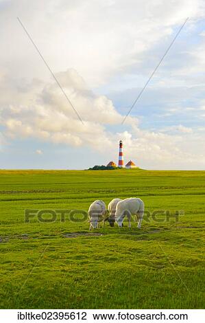 "Domestic sheep in front of the Leuchtturm Westerheversand lighthouse, Westerhever, North Frisia, Schleswig-Holstein, northern Germany, Germany, Europe" View Large Photo Image Stock Image - "Domestic sheep in front of the Leuchtturm Westerheversand lighthouse, Westerhever, North Frisia, Schleswig-Holstein, northern Germany, Germany, Europe". Fotosearch