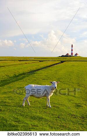 "Domestic sheep in front of the Leuchtturm Westerheversand lighthouse, Westerhever, North Frisia, Schleswig-Holstein, northern Germany, Germany, Europe" View Large Photo Image Stock Image - "Domestic sheep in front of the Leuchtturm Westerheversand lighthouse, Westerhever, North Frisia, Schleswig-Holstein, northern Germany, Germany, Europe". Fotosearch