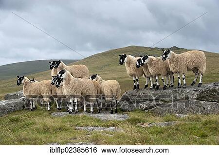 "Domestic Sheep, mule gimmer lambs, ready for autumn sales, flock standing on moorland, Dartmoor, Devon, England, United Kingdom, Europe" View Large Photo Image Stock Photograph - "Domestic Sheep, mule gimmer lambs, ready for autumn sales, flock standing on moorland, Dartmoor, Devon, England, United Kingdom, Europe". Fotosearch