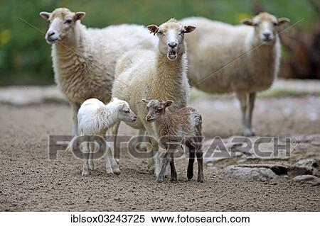"Domestic Sheep (Ovis aries), adult animals with lambs, Germany, Europe" View Large Photo Image Stock Photography - "Domestic Sheep (Ovis aries), adult animals with lambs, Germany, Europe". Fotosearch