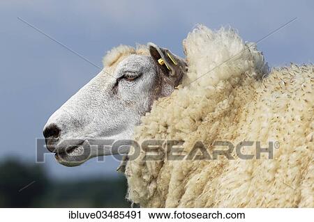 Stock Image - "Domestic sheep (Ovis orientalis aries) with an ear tag, ewe, portrait, Wedel, Schleswig-Holstein, Germany, Europe". Fotosearch