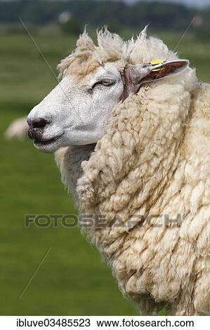 "Domestic sheep (Ovis orientalis aries) with an ear tag, ewe, portrait, Wedel, Schleswig-Holstein, Germany, Europe" View Large Photo Image Stock Image - "Domestic sheep (Ovis orientalis aries) with an ear tag, ewe, portrait, Wedel, Schleswig-Holstein, Germany, Europe". Fotosearch