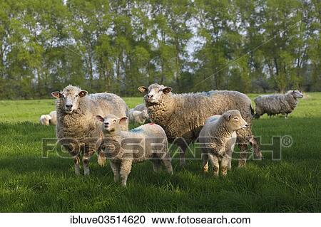"Domestic sheep (Ovis orientalis aries) ewes with lambs, Schleswig-Holstein, Germany, Europe" View Large Photo Image Stock Image - "Domestic sheep (Ovis orientalis aries) ewes with lambs, Schleswig-Holstein, Germany, Europe". Fotosearch