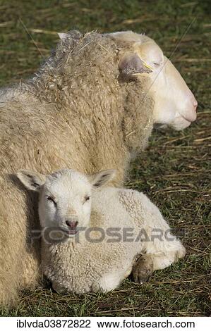 Domestic sheep (Ovis orientalis aries) and lamb View Large Photo Image Stock Image - Domestic sheep (Ovis orientalis aries) and lamb. Fotosearch