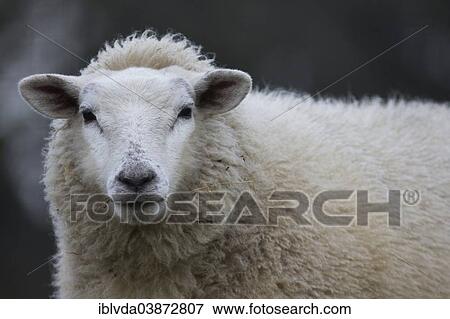 Domestic sheep (Ovis orientalis aries) View Large Photo Image Stock Photo - Domestic sheep (Ovis orientalis aries). Fotosearch