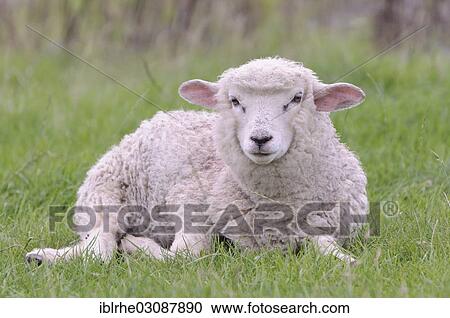 "Domestic Sheep (Ovis orientalis aries), lamb lying on a meadow, Hamburg, Hamburg, Germany, Europe" View Large Photo Image Stock Image - "Domestic Sheep (Ovis orientalis aries), lamb lying on a meadow, Hamburg, Hamburg, Germany, Europe". Fotosearch