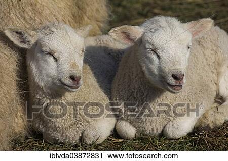 "Domestic sheep (Ovis orientalis aries), lambs resting" View Large Photo Image Stock Image - "Domestic sheep (Ovis orientalis aries), lambs resting". Fotosearch