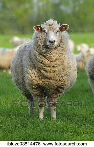 "Domestic sheep (Ovis orientalis aries), ewe, Schleswig-Holstein, Germany, Europe" View Large Photo Image Stock Photograph - "Domestic sheep (Ovis orientalis aries), ewe, Schleswig-Holstein, Germany, Europe". Fotosearch