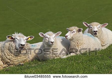 "Domestic sheep (Ovis orientalis aries), ewe with lambs lying on a dyke of the Elbe River, Wedel, Schleswig-Holstein, Germany, Europe" View Large Photo Image Stock Photography - "Domestic sheep (Ovis orientalis aries), ewe with lambs lying on a dyke of the Elbe River, Wedel, Schleswig-Holstein, Germany, Europe". Fotosearch