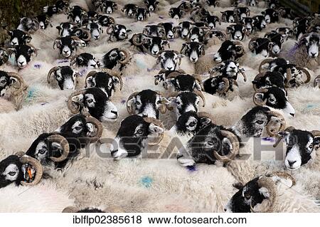 "Domestic Sheep, Swaledale, ewes, flock standing in pen on farm, Cumbria, England, United Kingdom, Europe" View Large Photo Image Stock Photo - "Domestic Sheep, Swaledale, ewes, flock standing in pen on farm, Cumbria, England, United Kingdom, Europe". Fotosearch